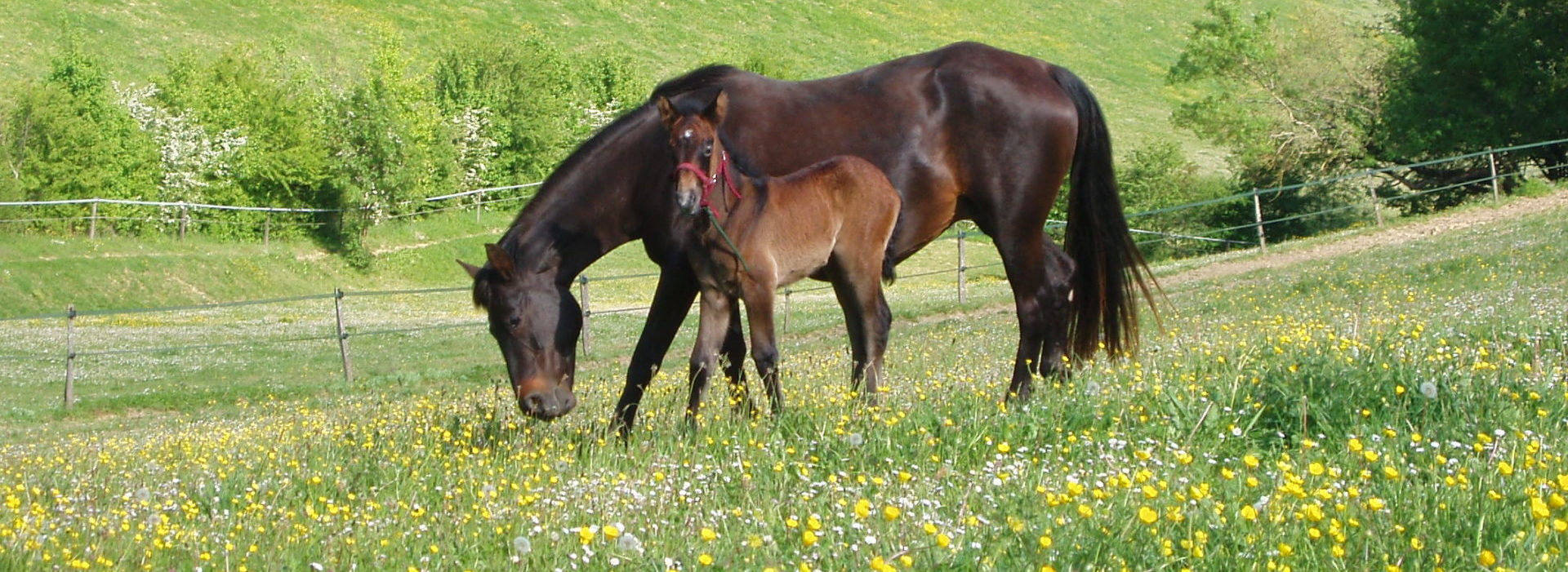 L'élevage de poneys connemara