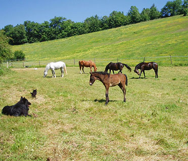 Verdure, poneys et grands espaces